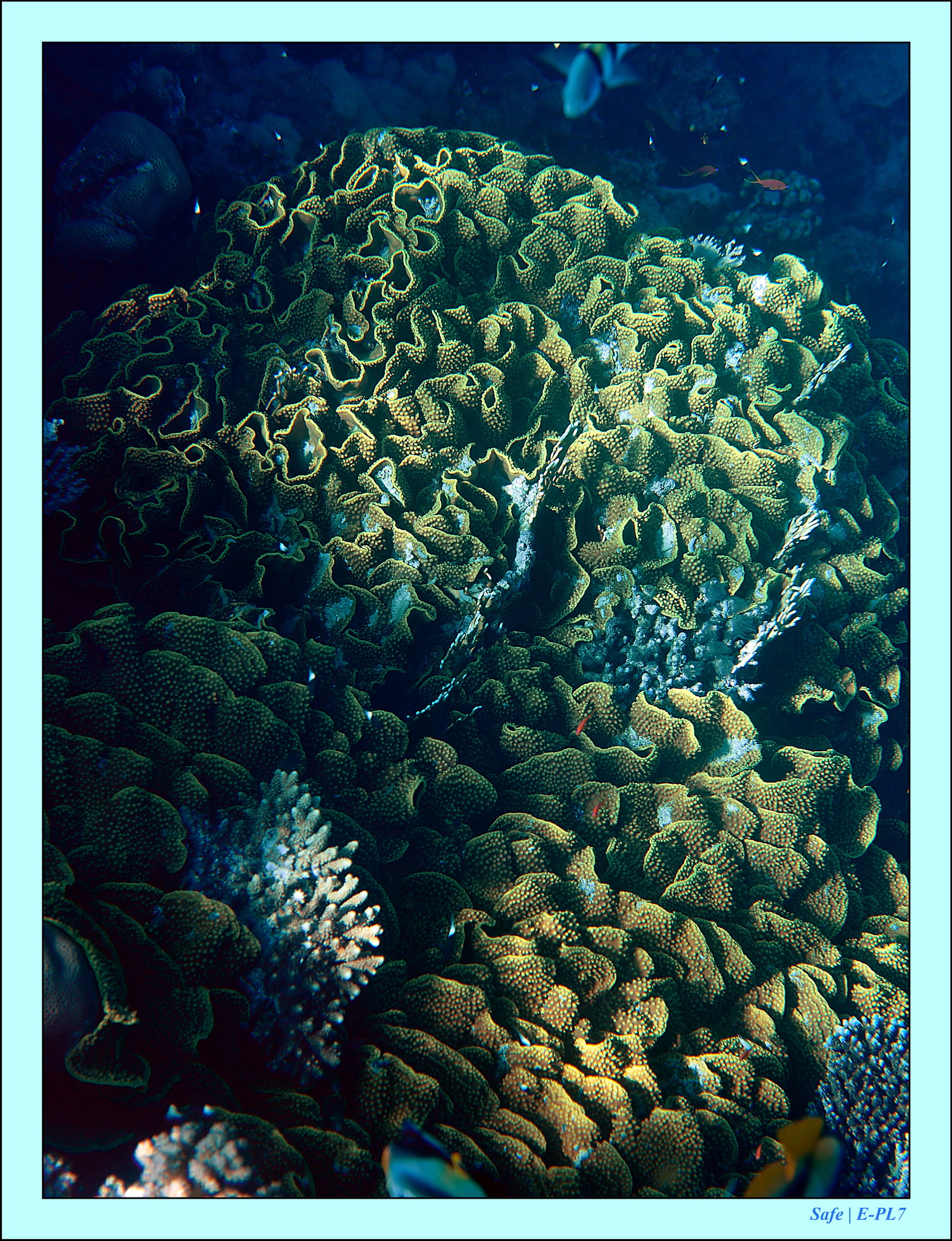 Hurghada - Aout 2021 - 024